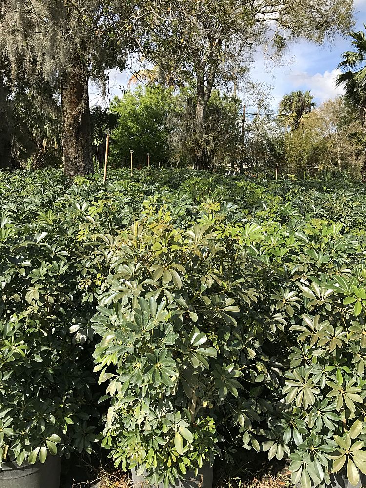 schefflera-arboricola-green-umbrella-tree