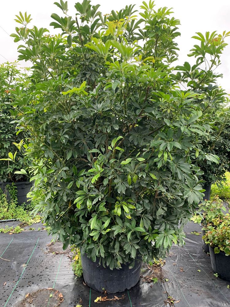 schefflera-arboricola-green-umbrella-tree