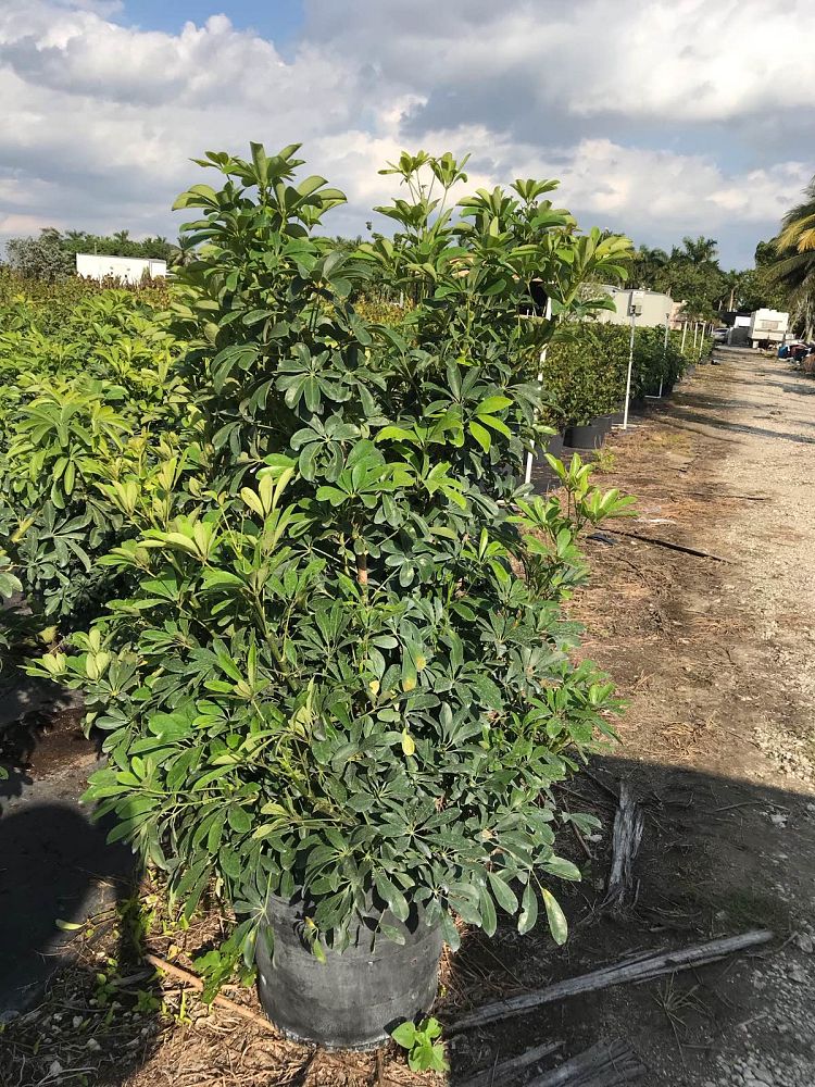 schefflera-arboricola-green-umbrella-tree