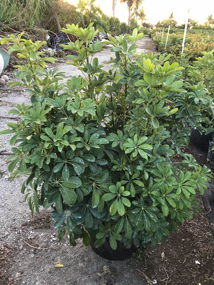 schefflera-arboricola-green-umbrella-tree