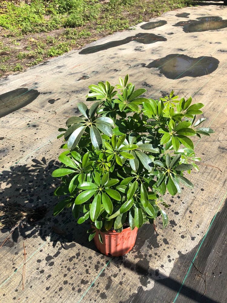 schefflera-arboricola-green-umbrella-tree