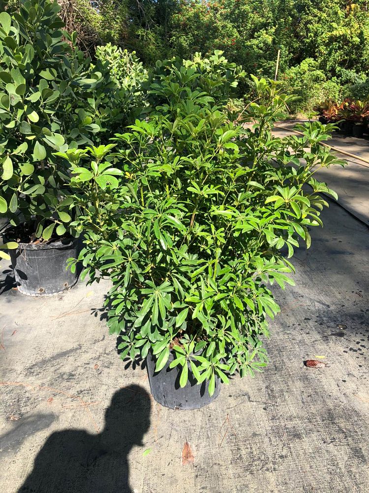 schefflera-arboricola-green-umbrella-tree