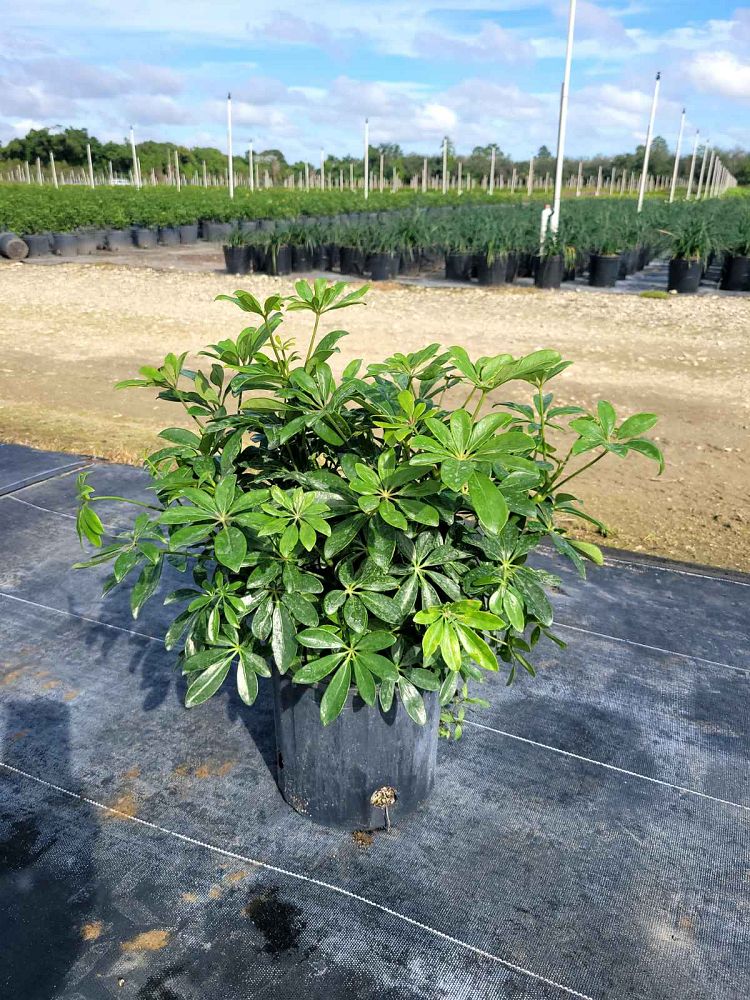 schefflera-arboricola-green-umbrella-tree