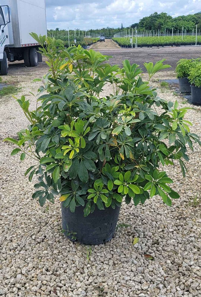 schefflera-arboricola-green-umbrella-tree