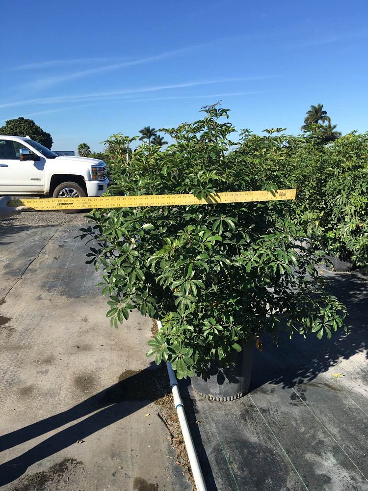 schefflera-arboricola-green-umbrella-tree