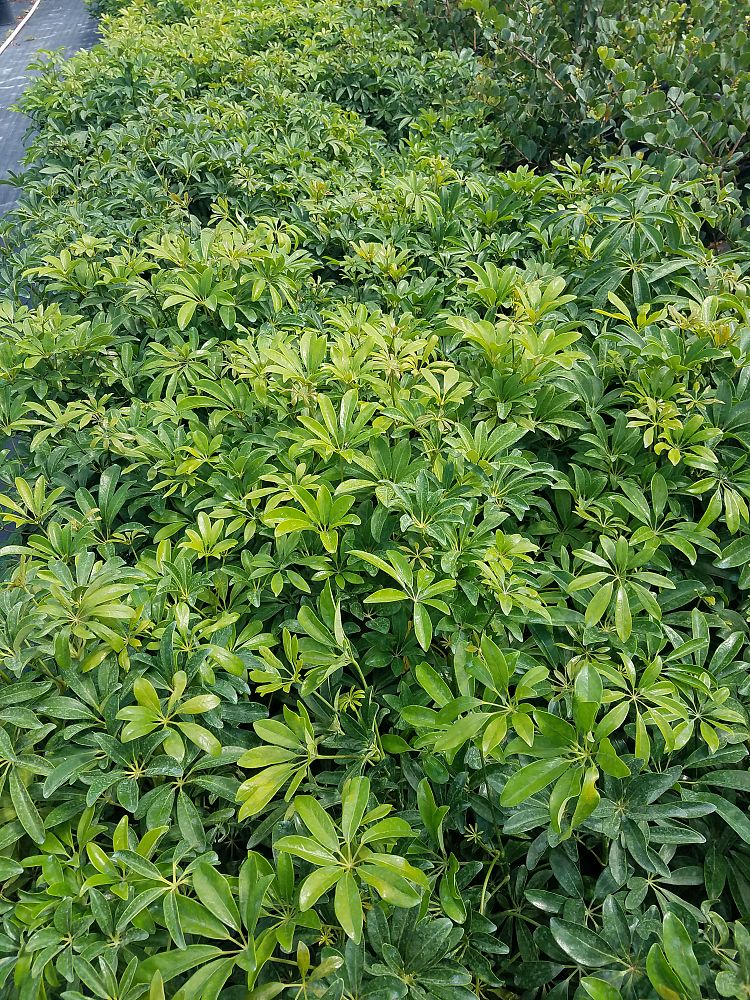 schefflera-arboricola-green-umbrella-tree