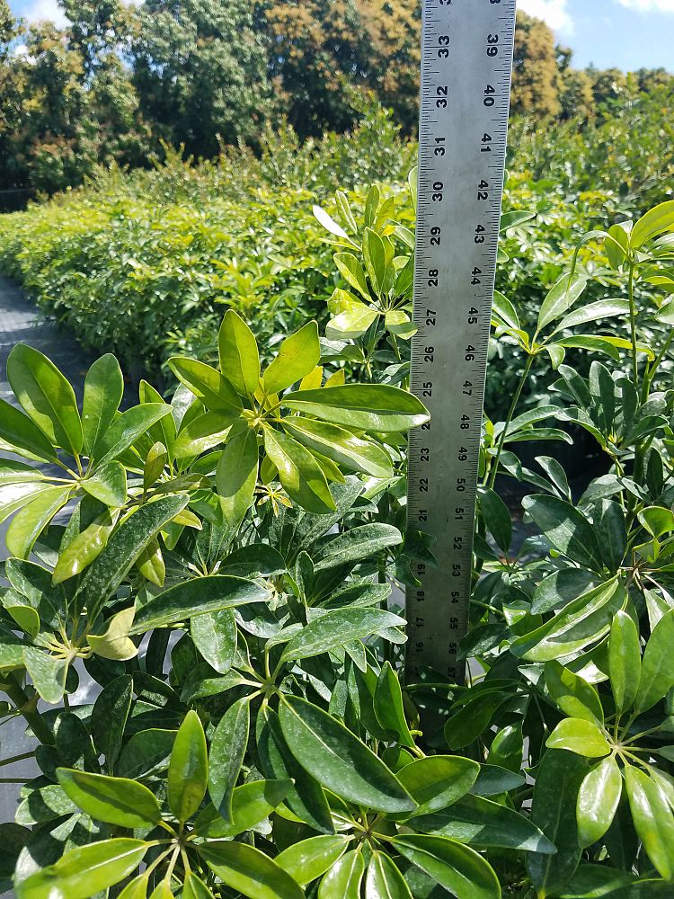 schefflera-arboricola-green-umbrella-tree