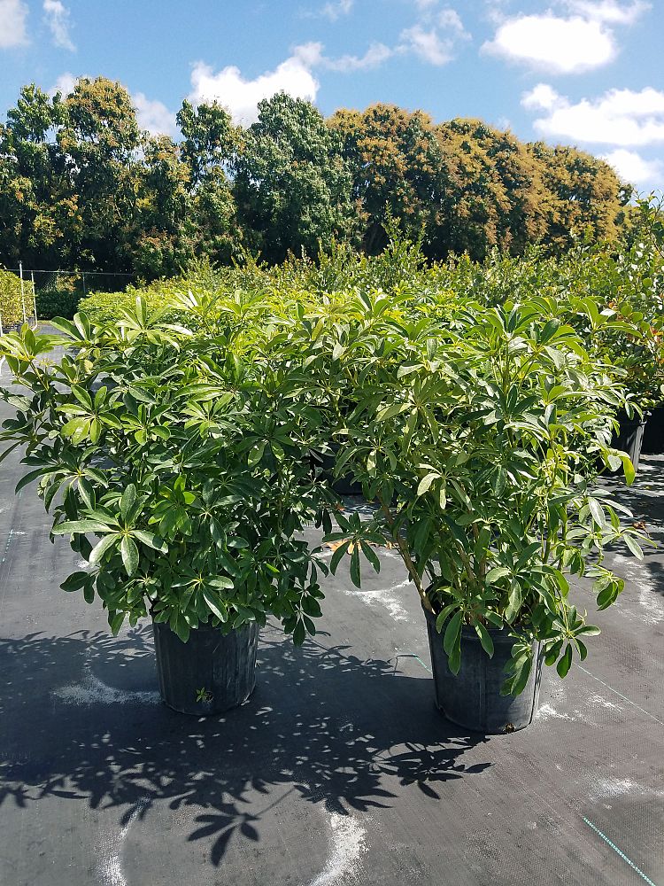 schefflera-arboricola-green-umbrella-tree