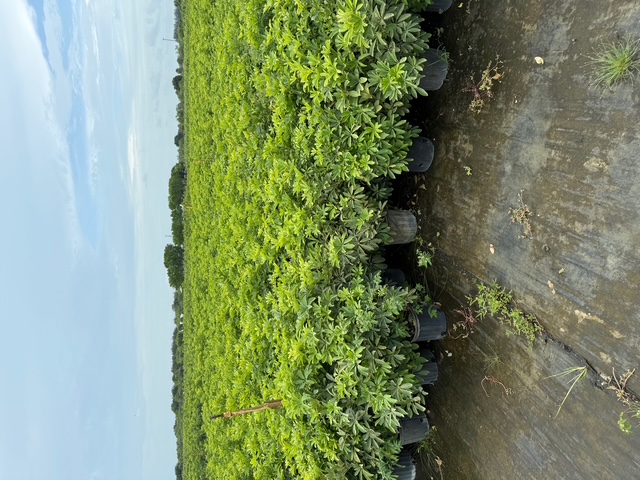 schefflera-arboricola-green-umbrella-tree