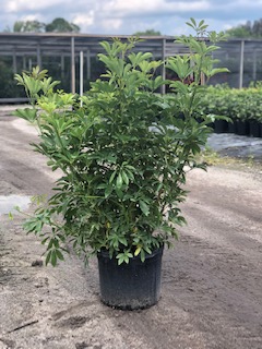 schefflera-arboricola-green-umbrella-tree