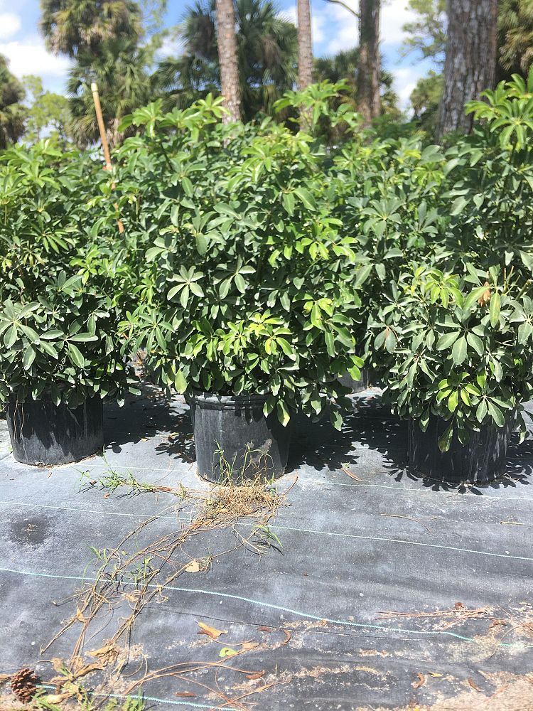 schefflera-arboricola-green-umbrella-tree
