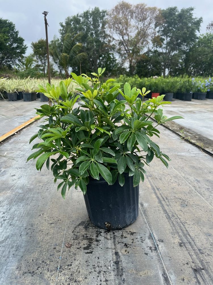 schefflera-arboricola-green-umbrella-tree