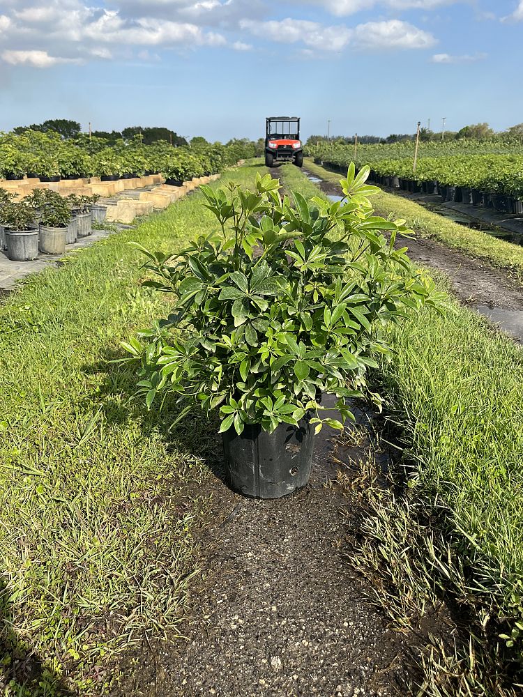 schefflera-arboricola-green-umbrella-tree