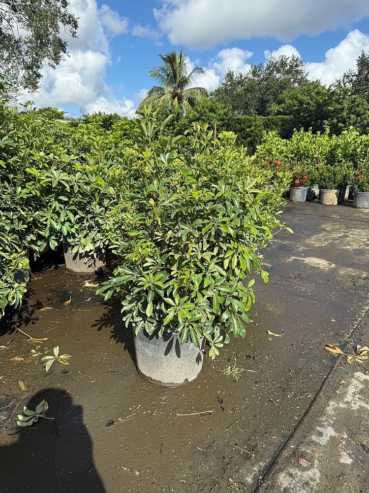 schefflera-arboricola-green-umbrella-tree