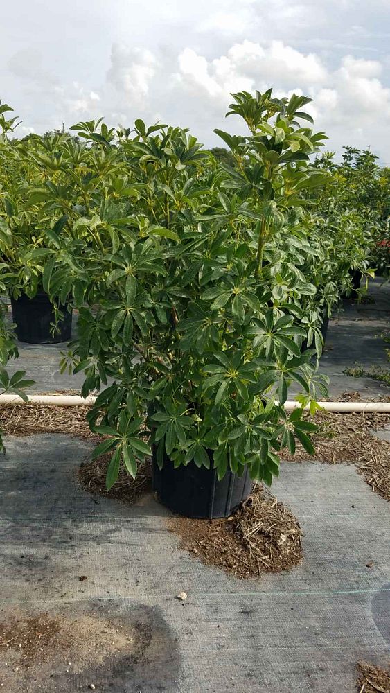 schefflera-arboricola-green-umbrella-tree
