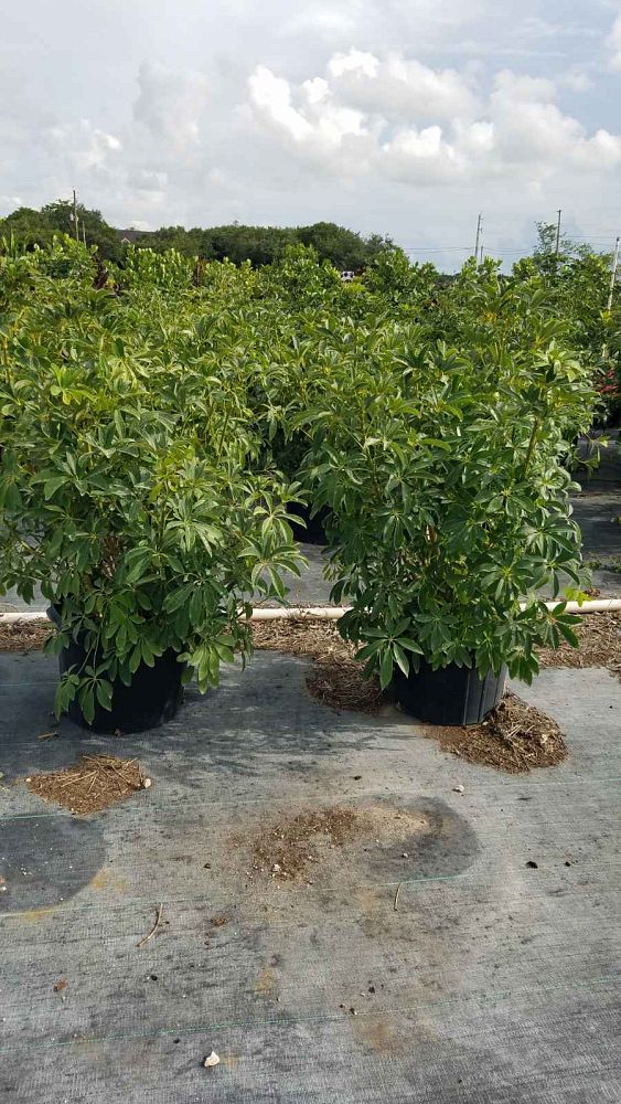 schefflera-arboricola-green-umbrella-tree