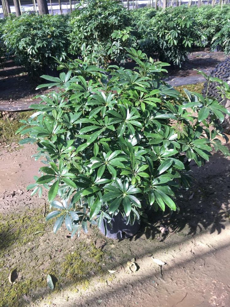 schefflera-arboricola-green-umbrella-tree