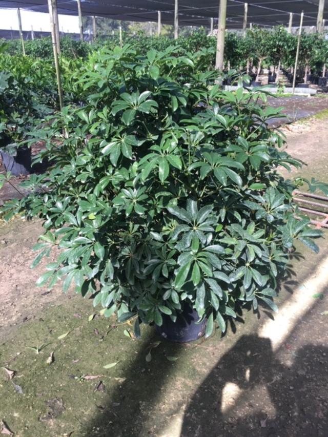 schefflera-arboricola-green-umbrella-tree