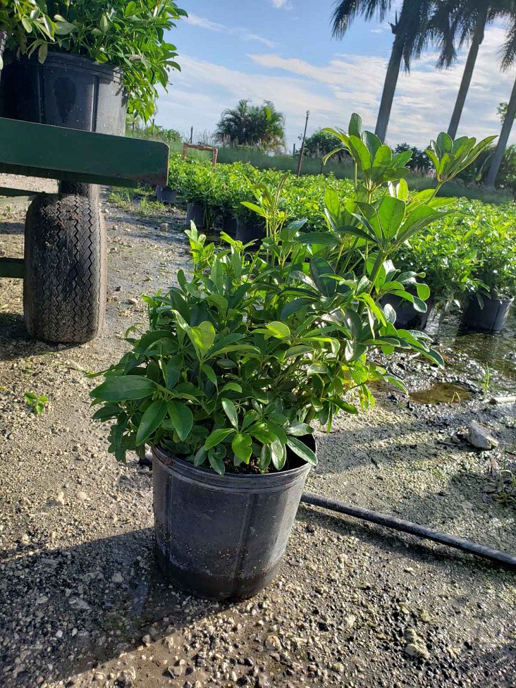 schefflera-arboricola-green-umbrella-tree