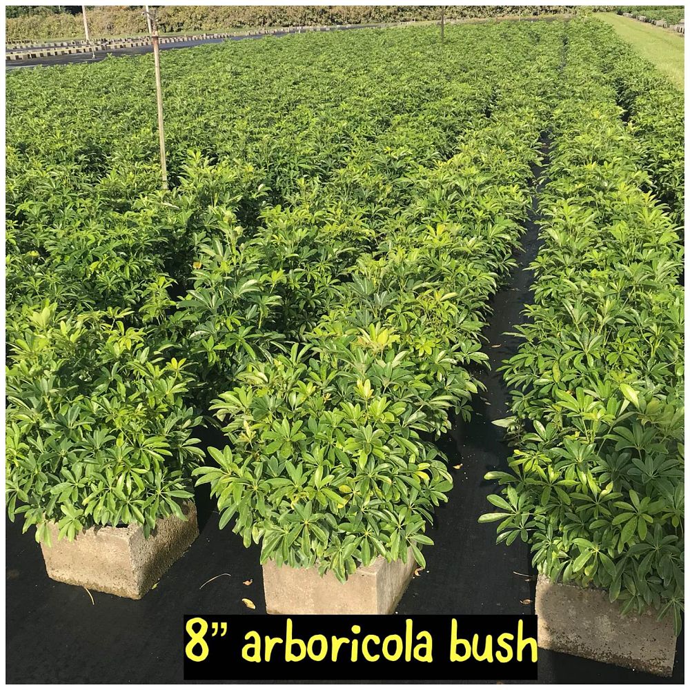 schefflera-arboricola-green-umbrella-tree