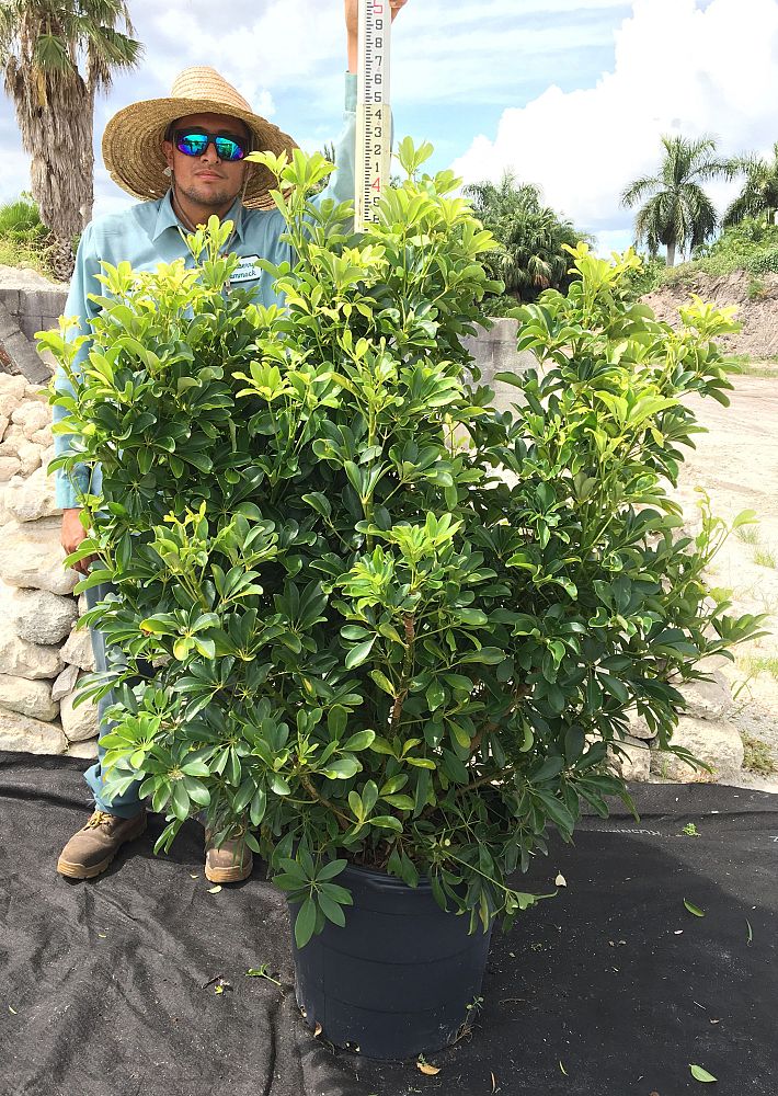 schefflera-arboricola-green-umbrella-tree