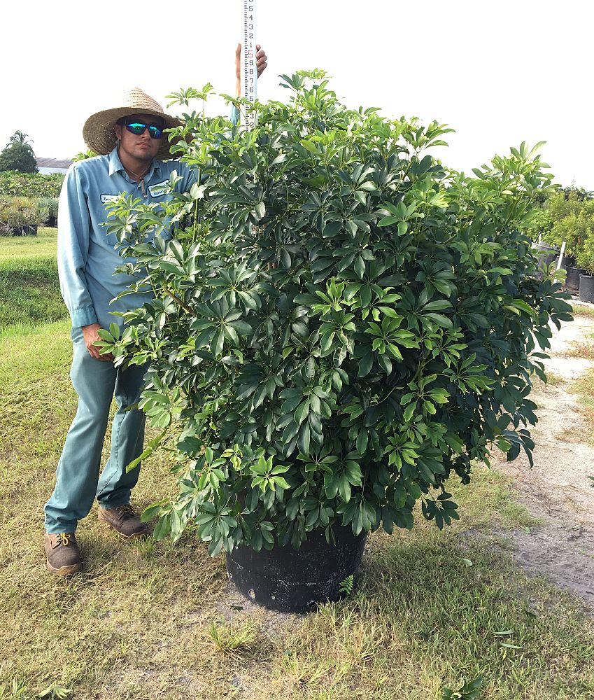 schefflera-arboricola-green-umbrella-tree