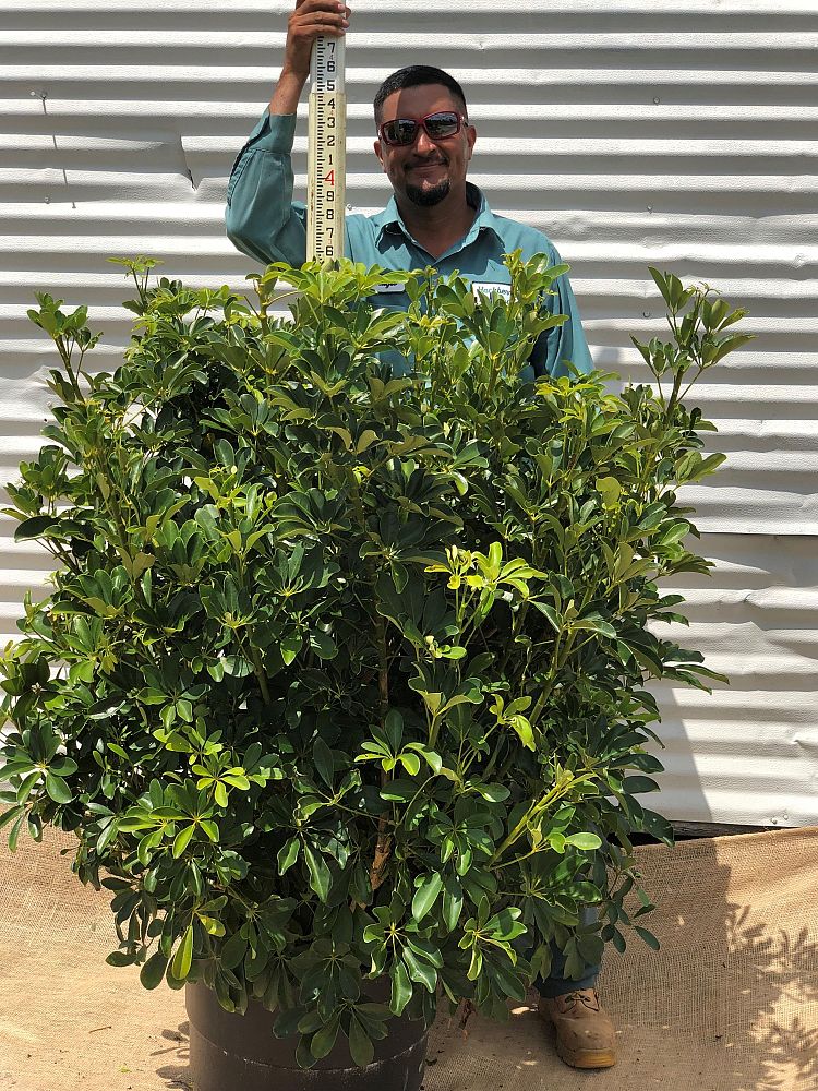 schefflera-arboricola-green-umbrella-tree