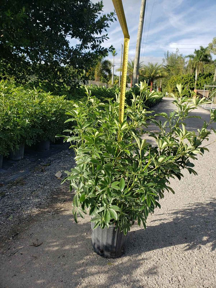 schefflera-arboricola-green-umbrella-tree