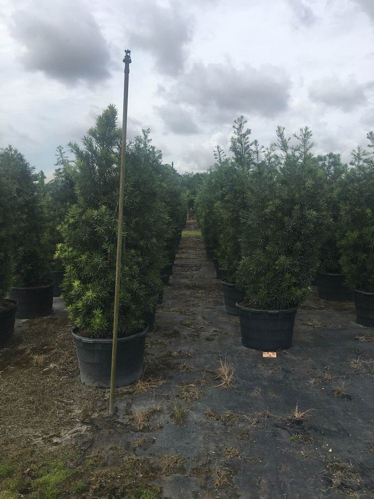 schefflera-arboricola-green-umbrella-tree