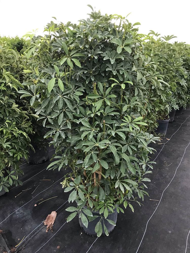 schefflera-arboricola-green-umbrella-tree