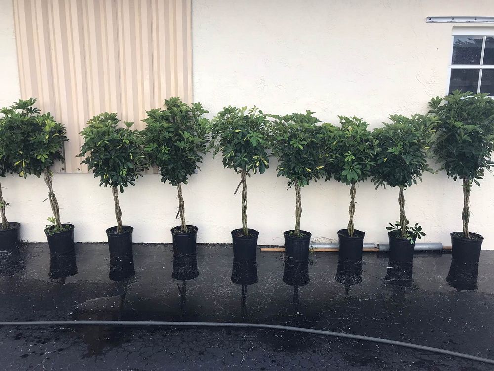 schefflera-arboricola-green-umbrella-tree
