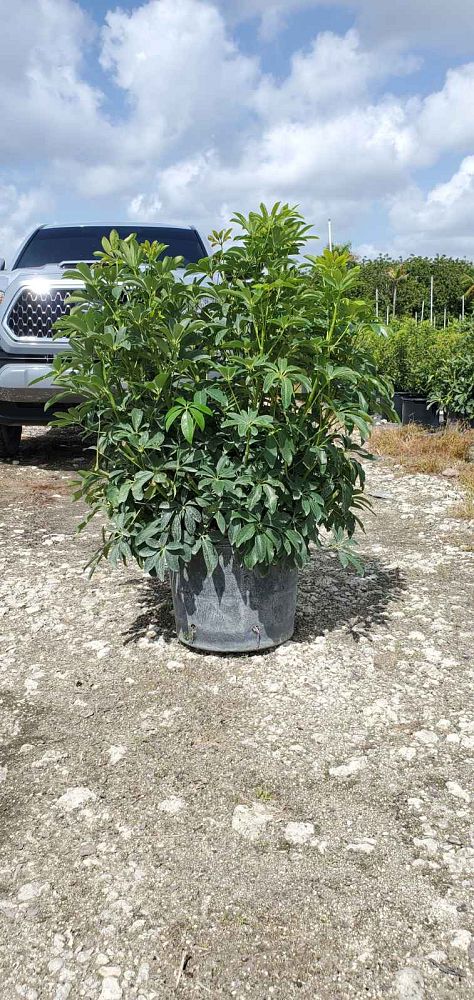 schefflera-arboricola-green-umbrella-tree