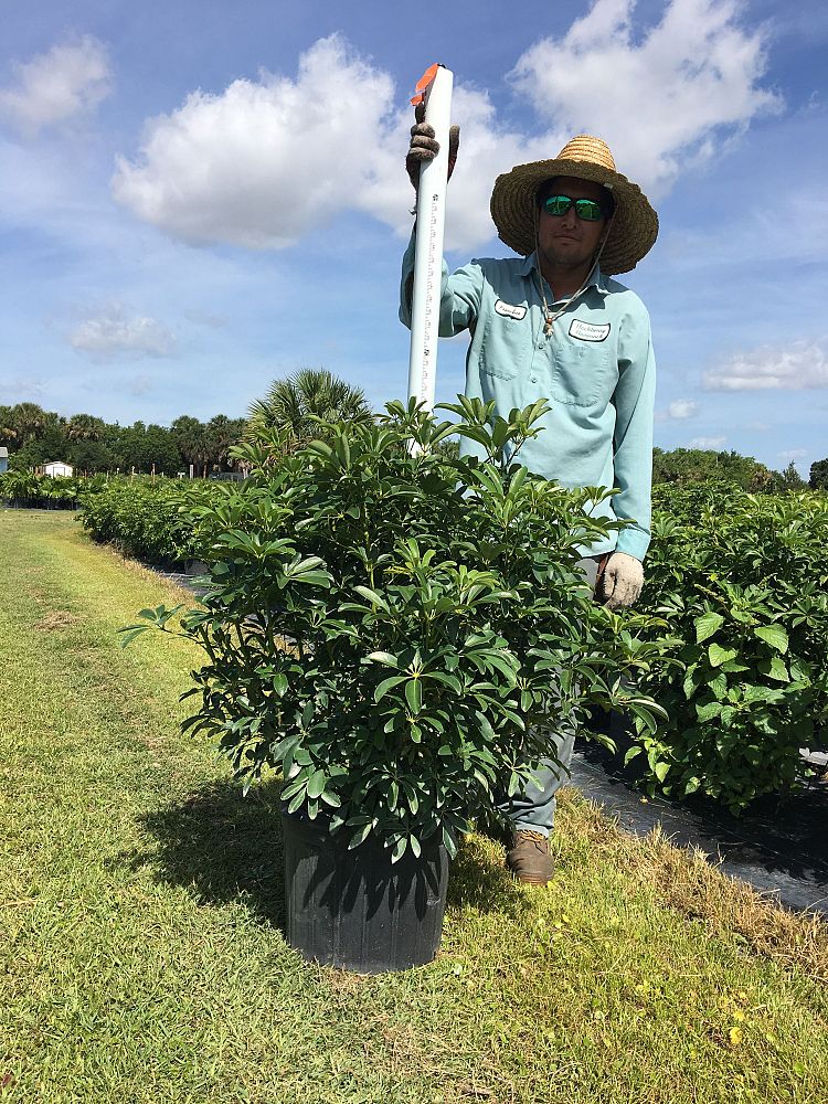 schefflera-arboricola-green-umbrella-tree
