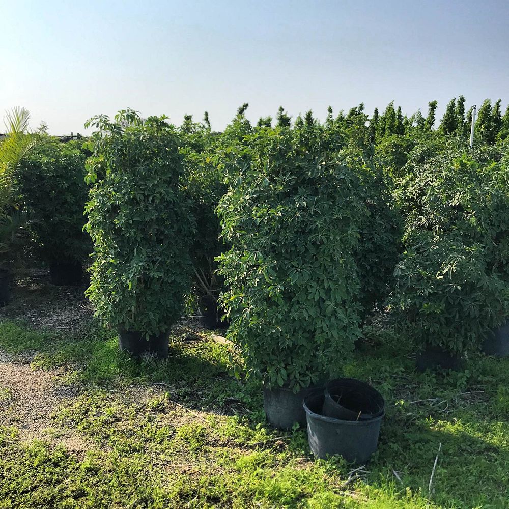 schefflera-arboricola-green-umbrella-tree