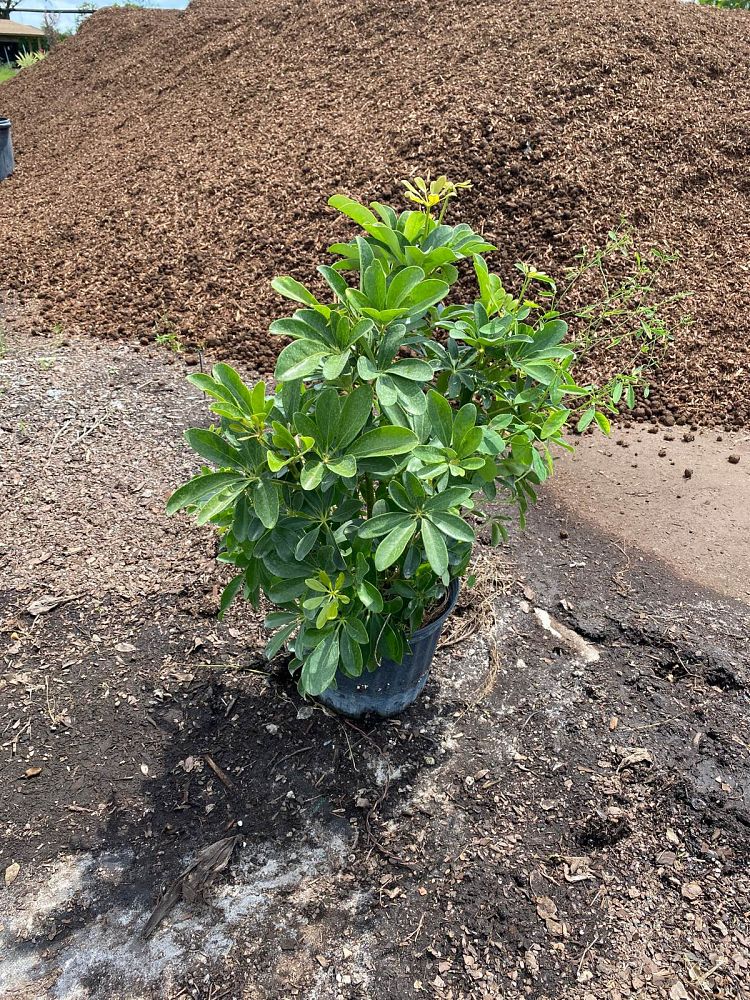 schefflera-arboricola-green-umbrella-tree