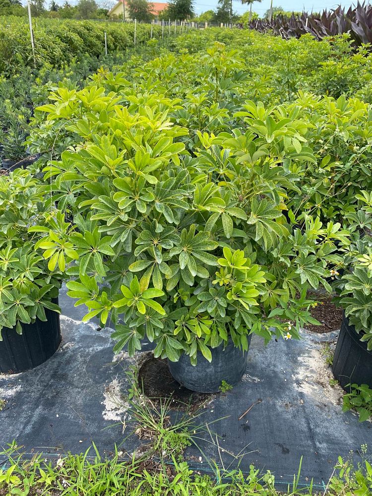 schefflera-arboricola-green-umbrella-tree