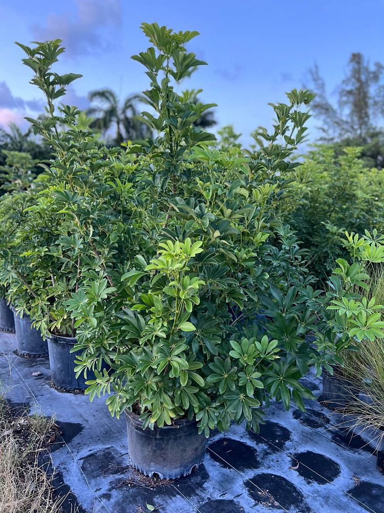 schefflera-arboricola-green-umbrella-tree