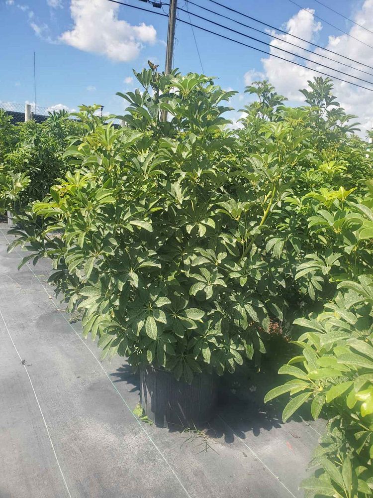 schefflera-arboricola-green-umbrella-tree