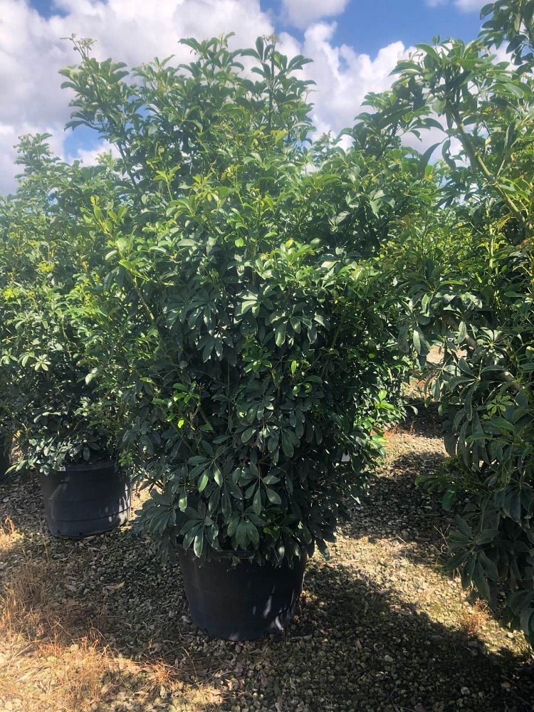 schefflera-arboricola-green-umbrella-tree