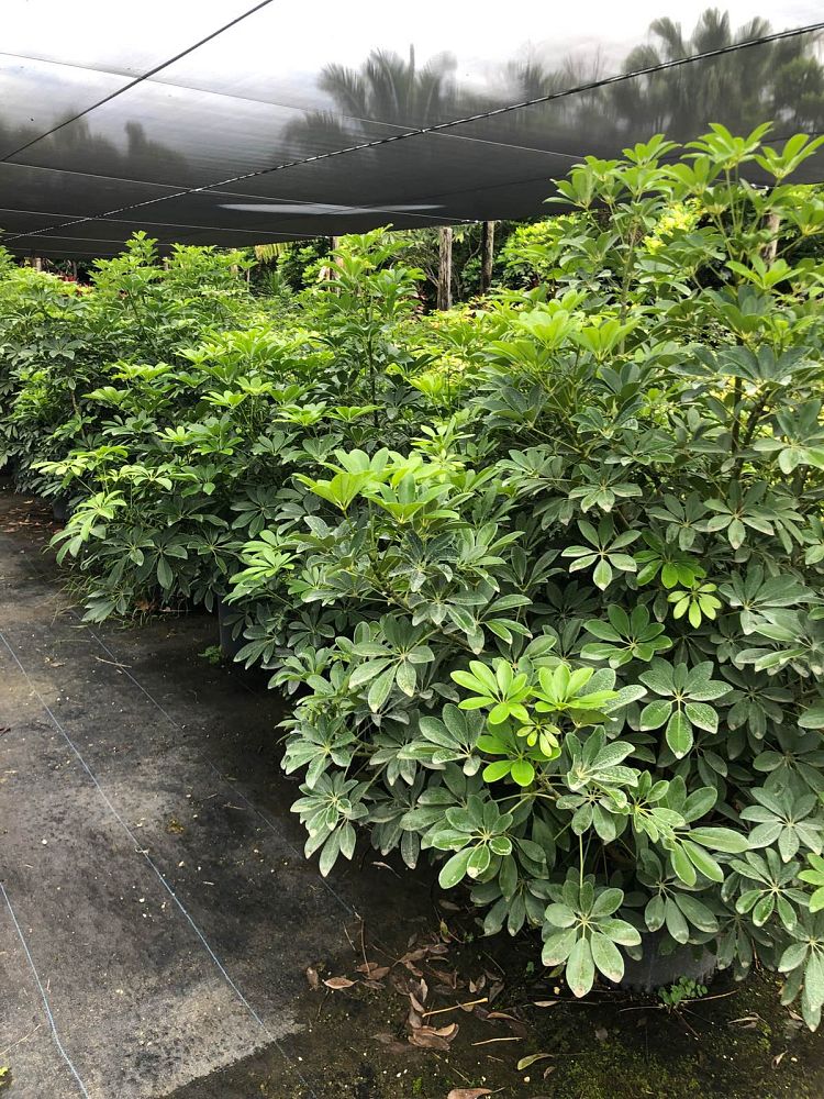 schefflera-arboricola-green-umbrella-tree