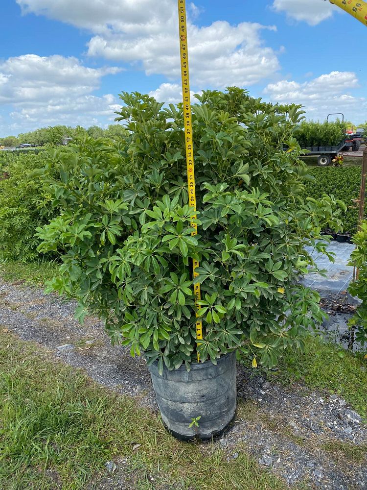 schefflera-arboricola-green-umbrella-tree