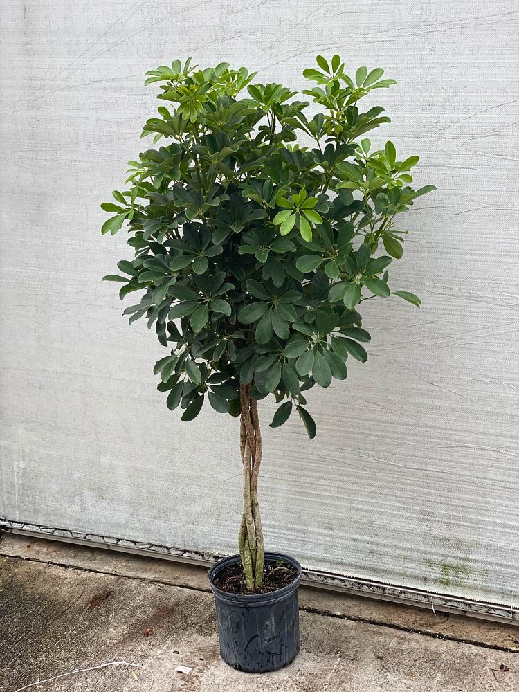 schefflera-arboricola-green-umbrella-tree