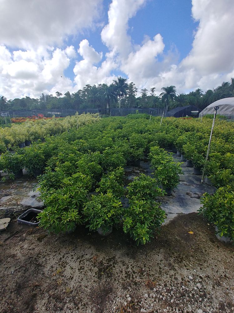 schefflera-arboricola-green-umbrella-tree