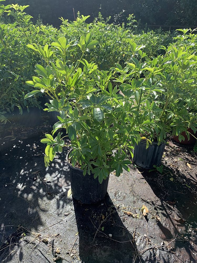 schefflera-arboricola-green-umbrella-tree