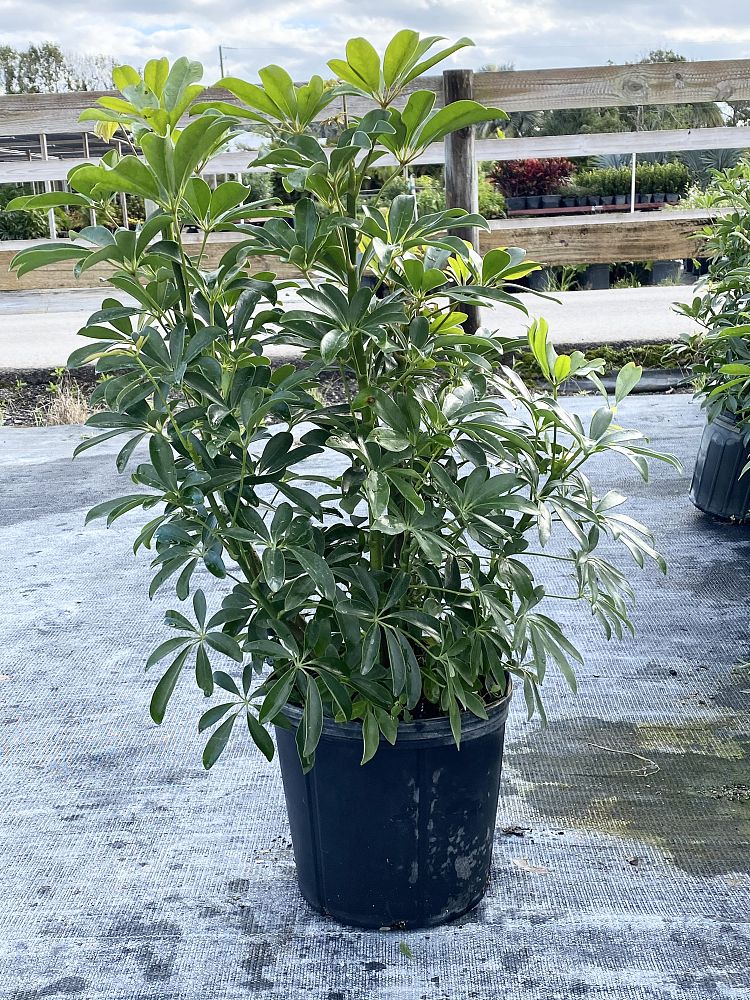 schefflera-arboricola-green-umbrella-tree