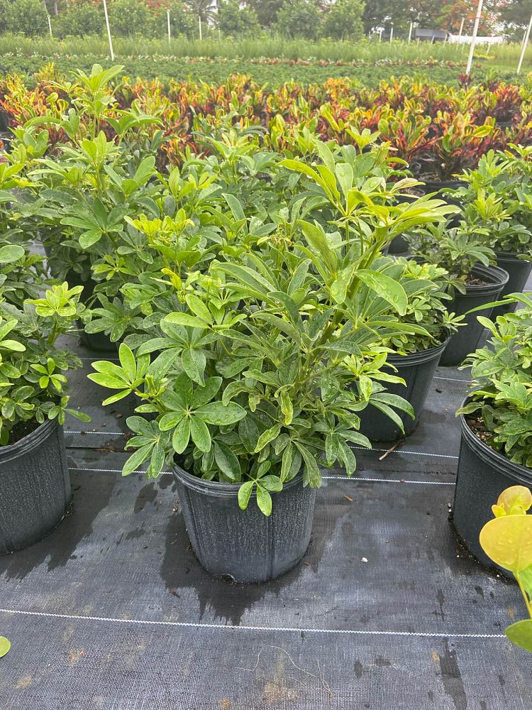 schefflera-arboricola-green-umbrella-tree