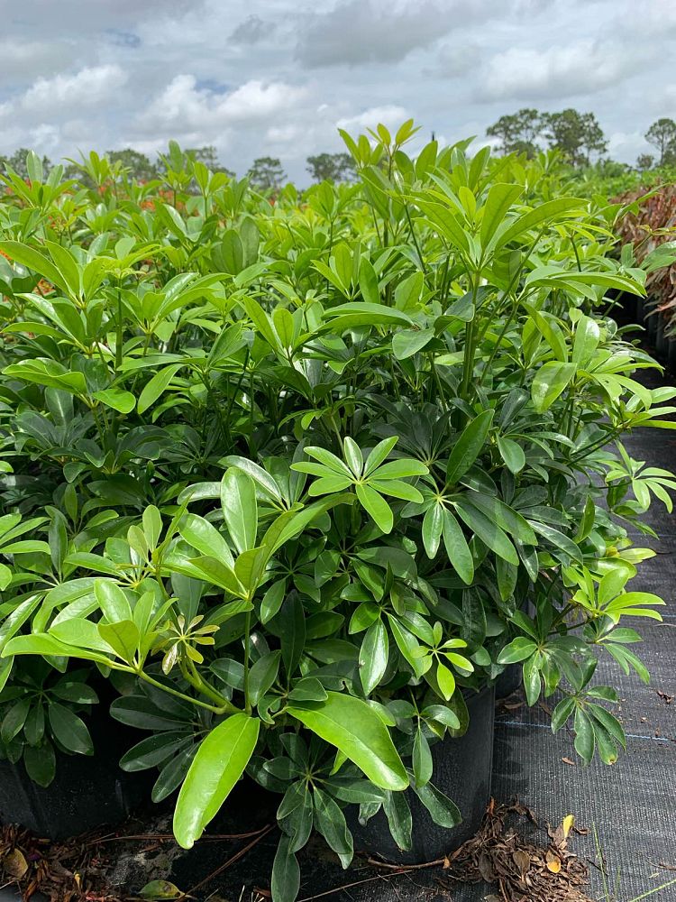 schefflera-arboricola-green-umbrella-tree