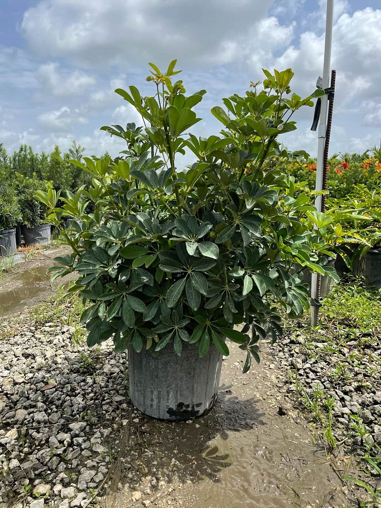 schefflera-arboricola-green-umbrella-tree
