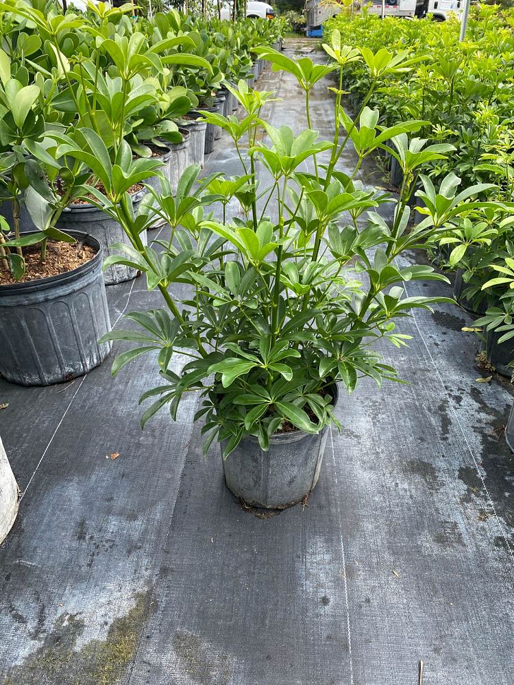 schefflera-arboricola-green-umbrella-tree