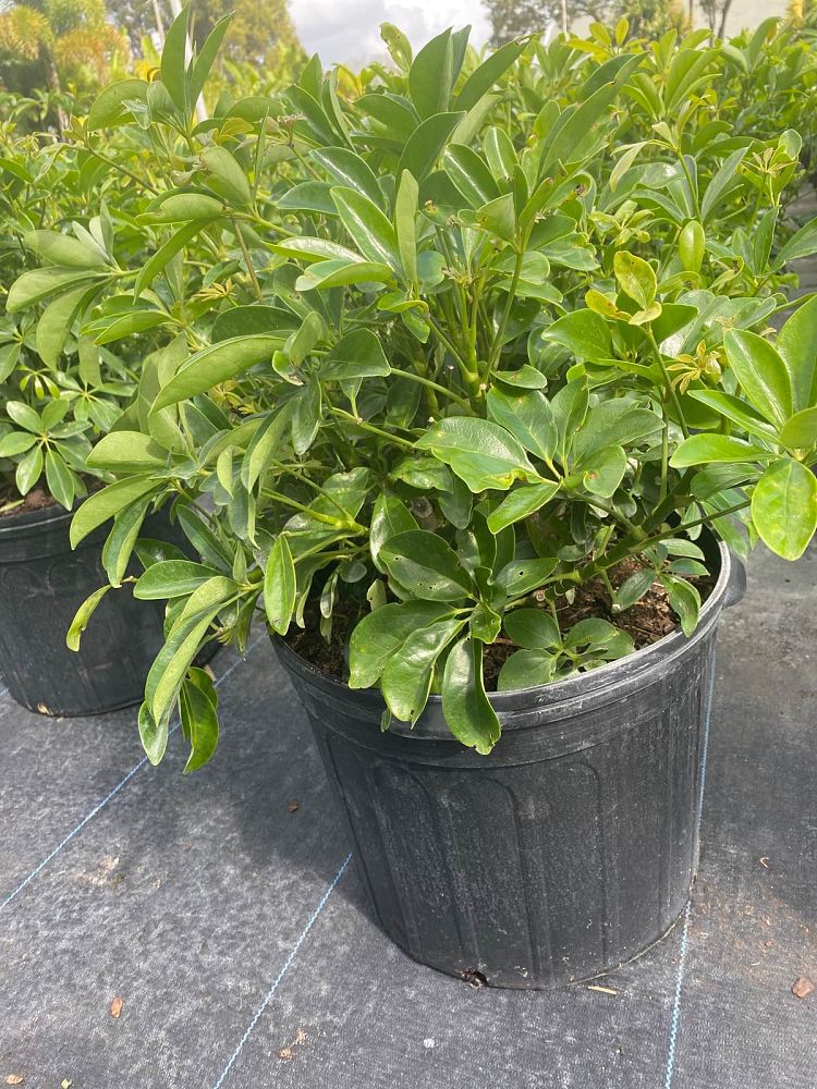 schefflera-arboricola-green-umbrella-tree